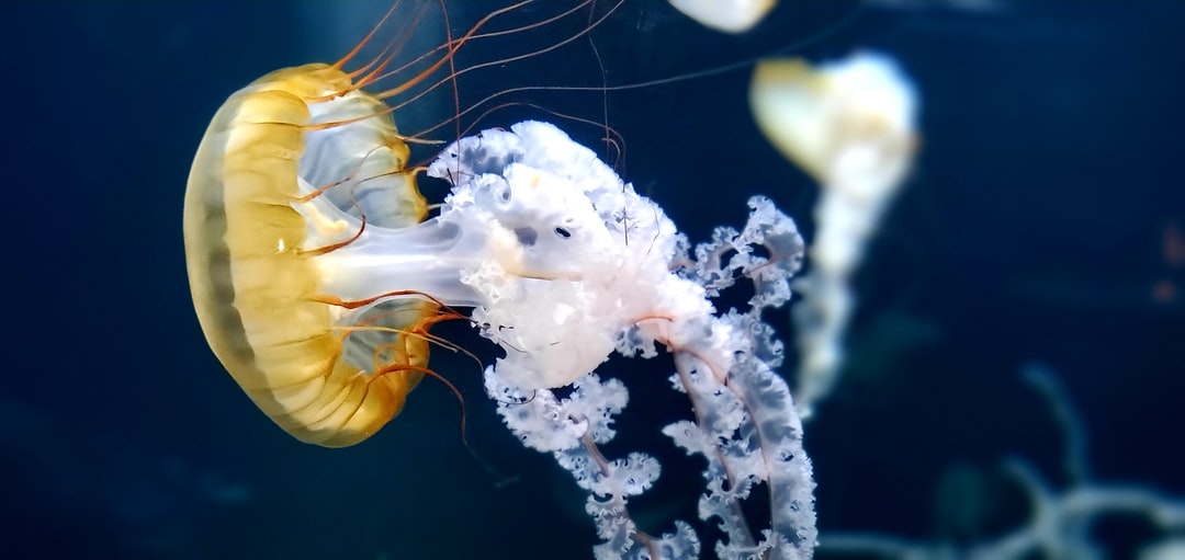 24 wichtige Fragen zu Braunalge Im Aquarium